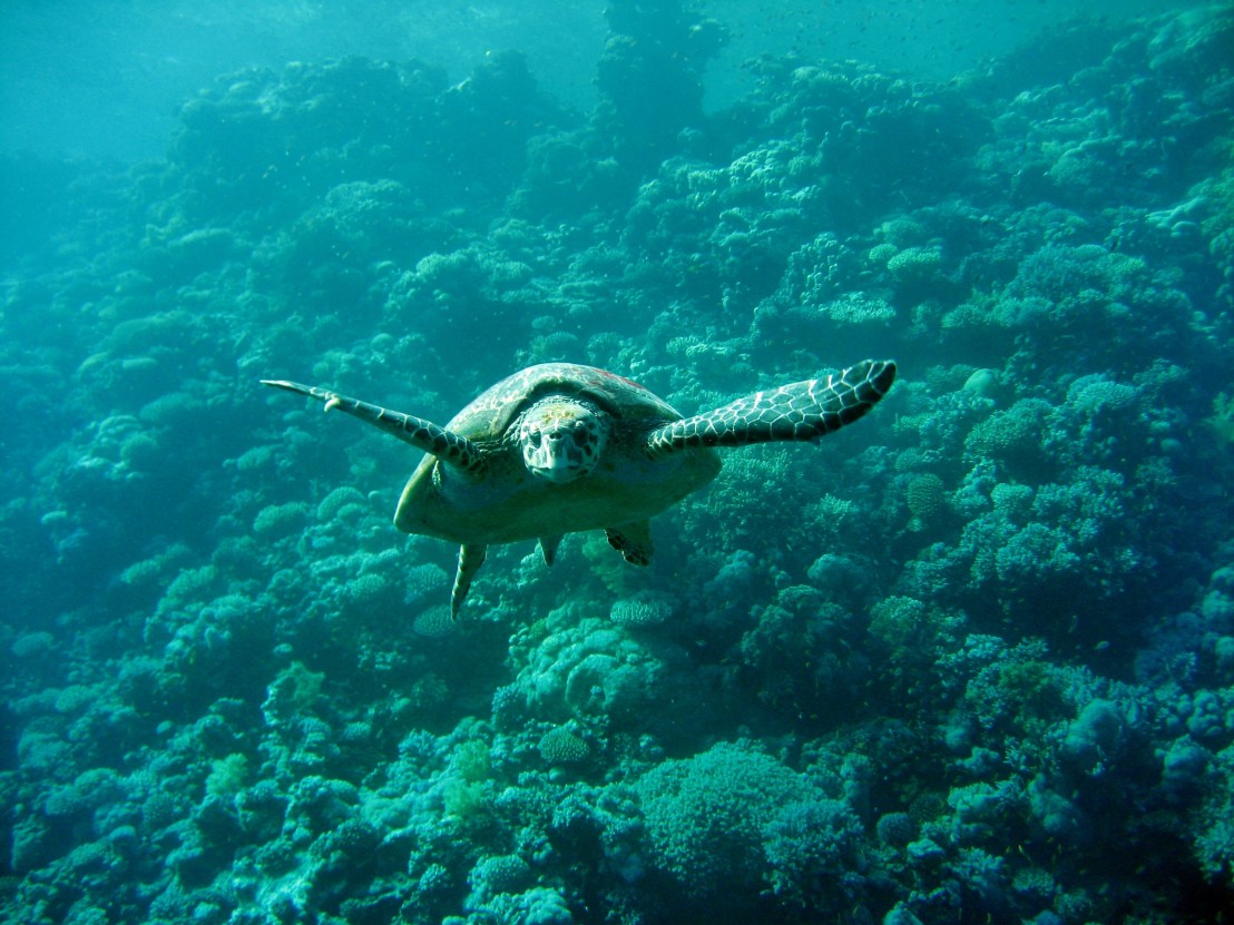 Caretta Schildkröte