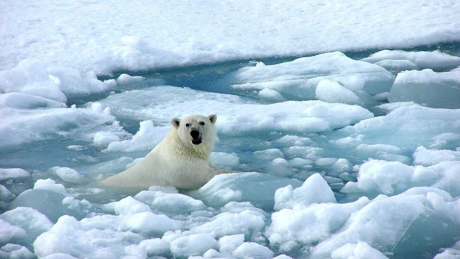 1379402361_arctic_sea_ice_polar_bear