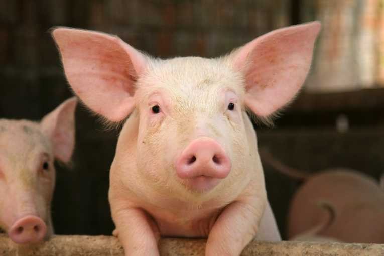 environmental-impact-disposal-waste-large-scale-pig-production