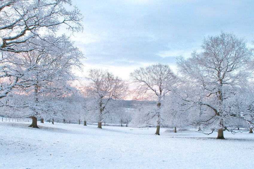 Oak Trees In the Snow at Dawn