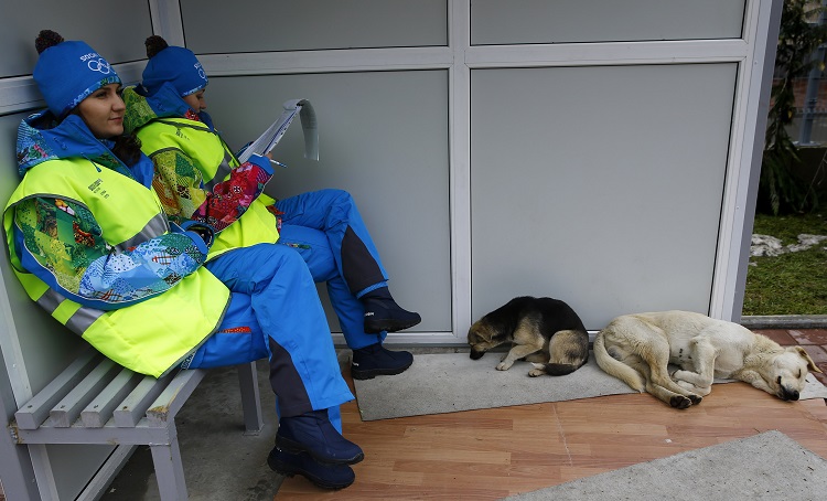 Volunteers sit near two stray dogs outside the Gorki media center where they will coordinate the media shuttles buses in Krasnaya Polyana