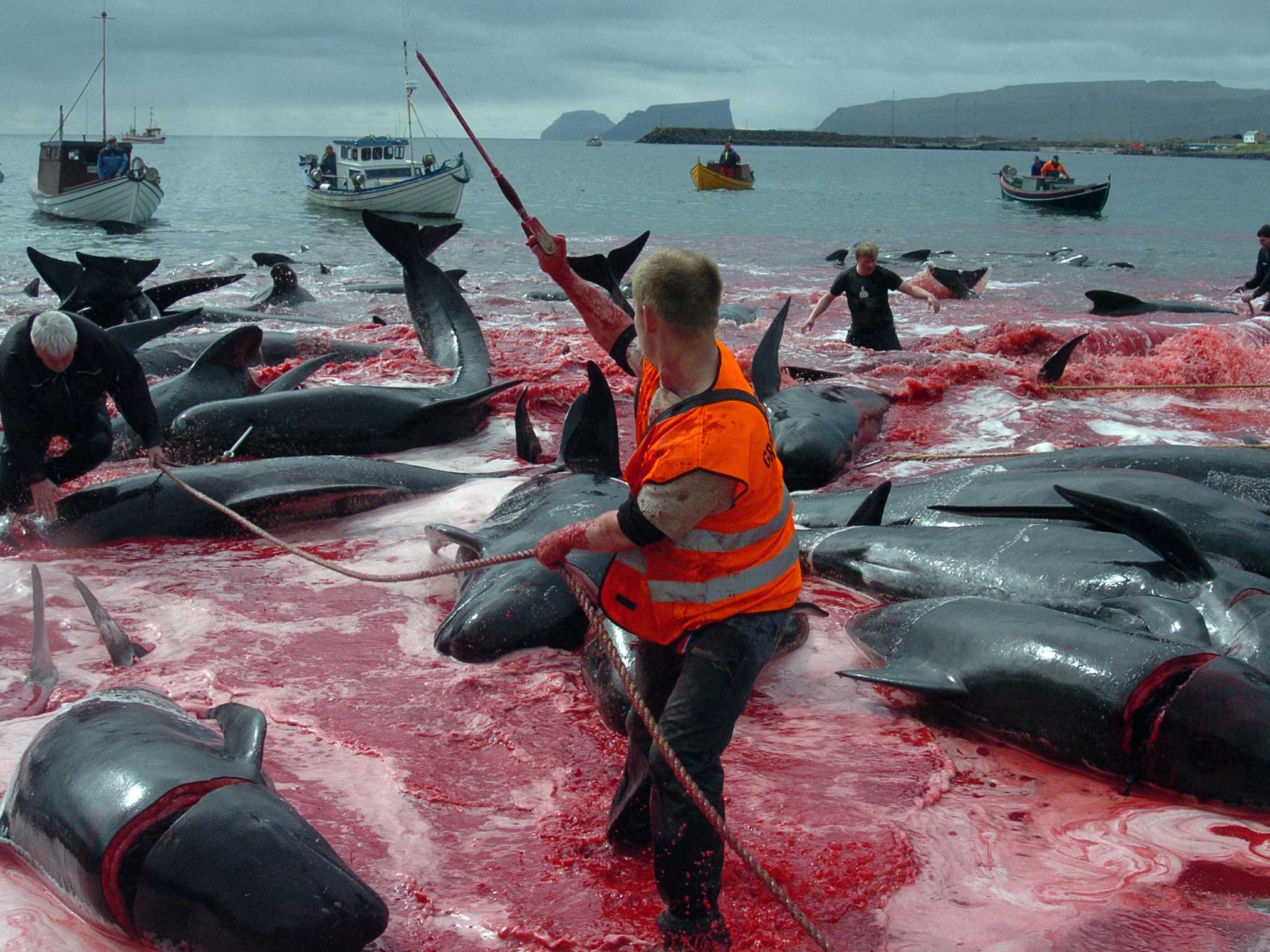 a-massive-whale-hunt-on-the-faroe-islands-turns-the-sea-red-every-summer