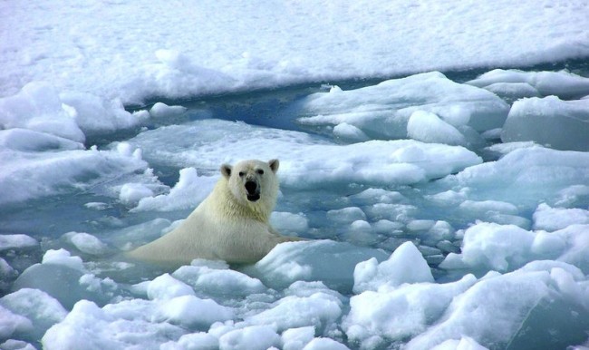 Polar-Bears-and-Global-Warming-Articles1-650x386