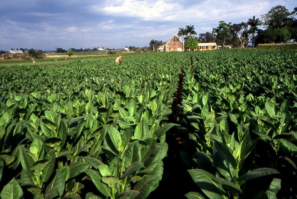 Plantation-de-Tabac-à-Cuba