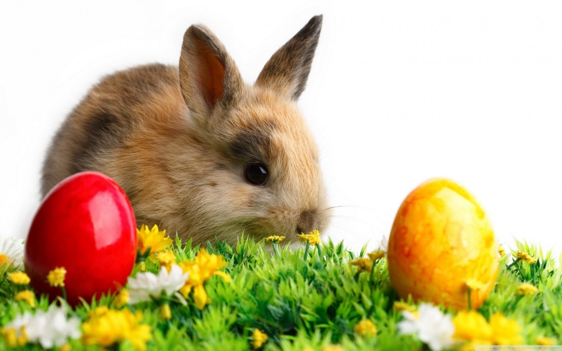 cute-easter-bunny-with-eggseaster-rabbit-cute-rabbit-easter-eggs-green-grass-wallpapers-mag3qlz0