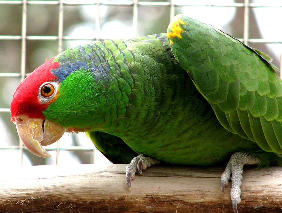 green-cheeked-amazon-parrot-01