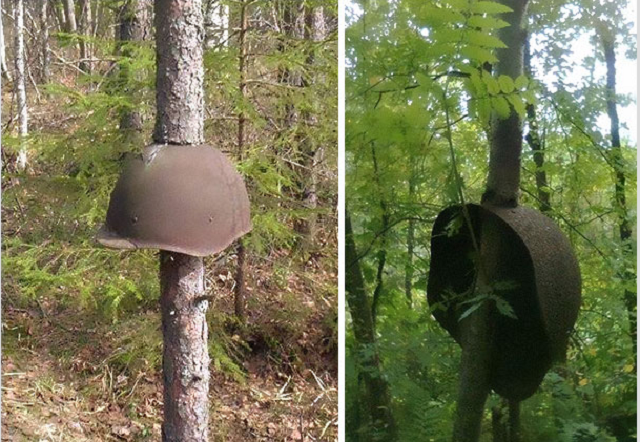 2014-04 World War II Equipment Swallowed By Trees In Russia#1