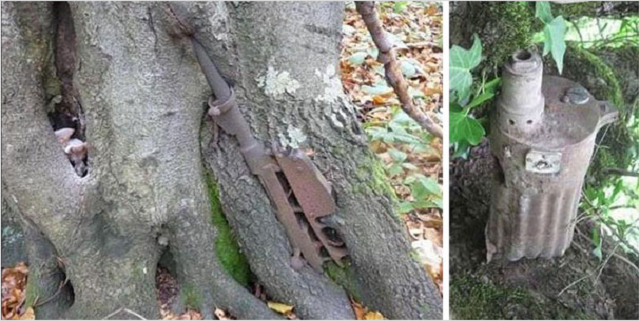 2014-04 World War II Equipment Swallowed By Trees In Russia#4