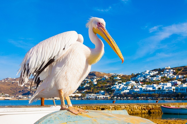 Petros the Pelican, Mykonos, Greece