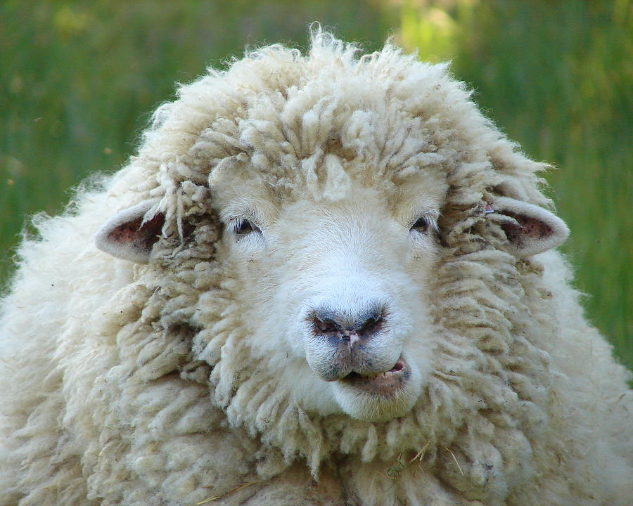 wooly-sheep-ramona-johnston