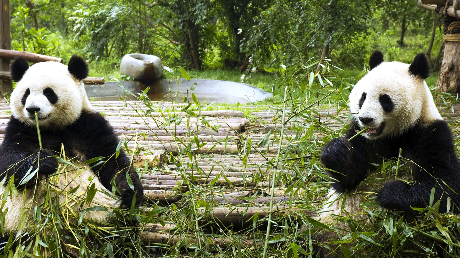 Giant-Pandas-in-Chengdu-3684527_ml_0