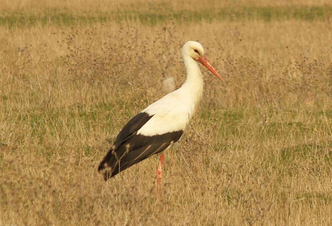 Bulgaria, a White Stork