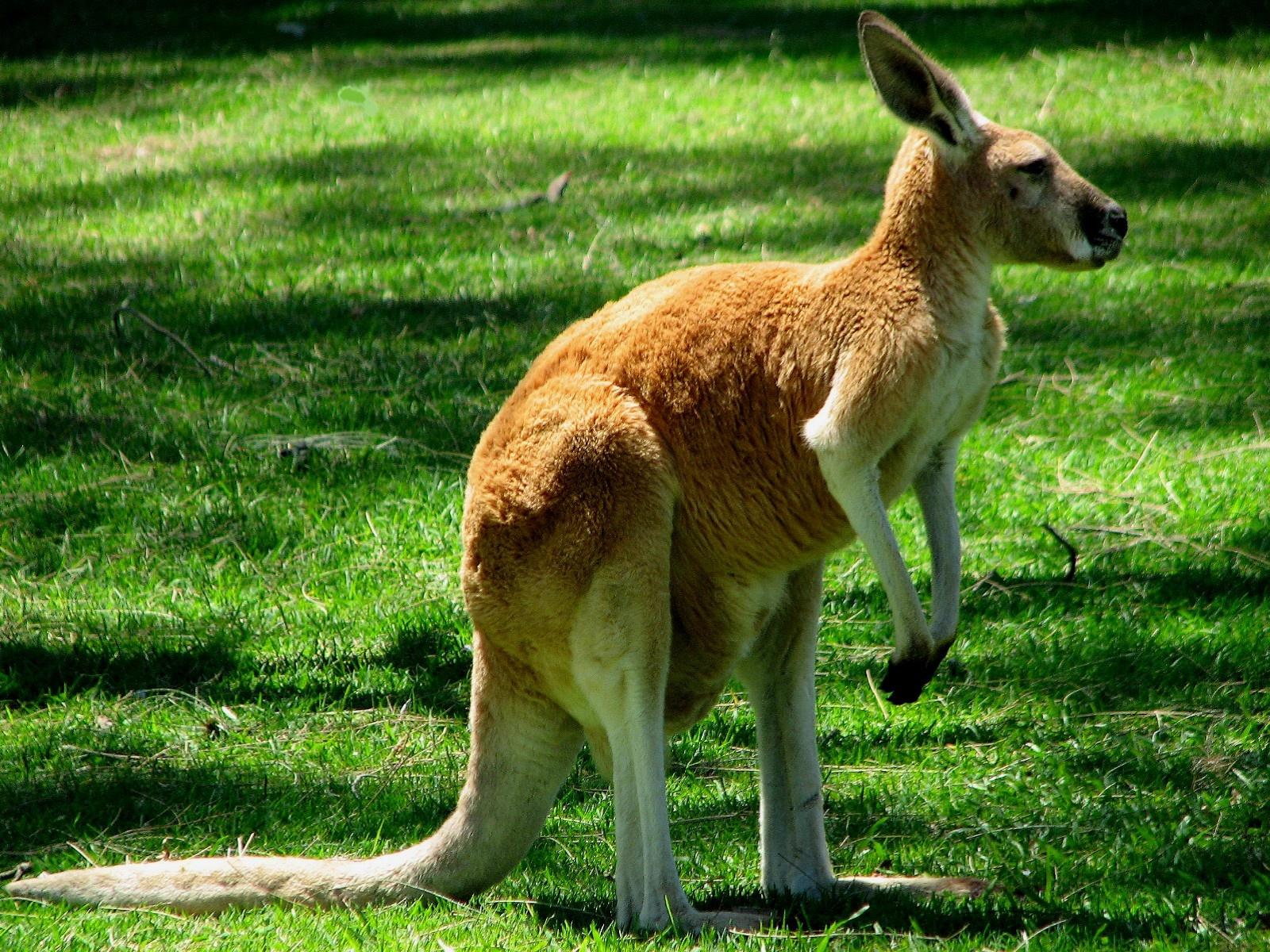 kangaroo-facts-for-kids