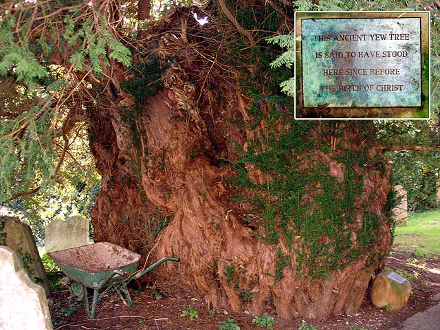 Ancient_yew_tree_-_geograph.org.uk_-_74190
