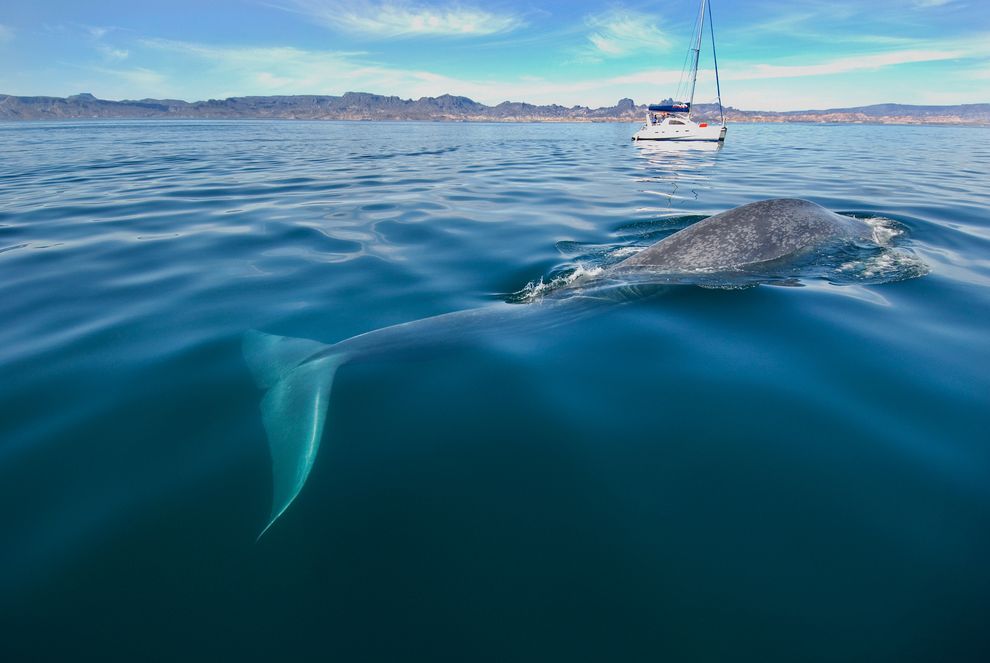 blue-whale-hot-spots-california_81896_990x742