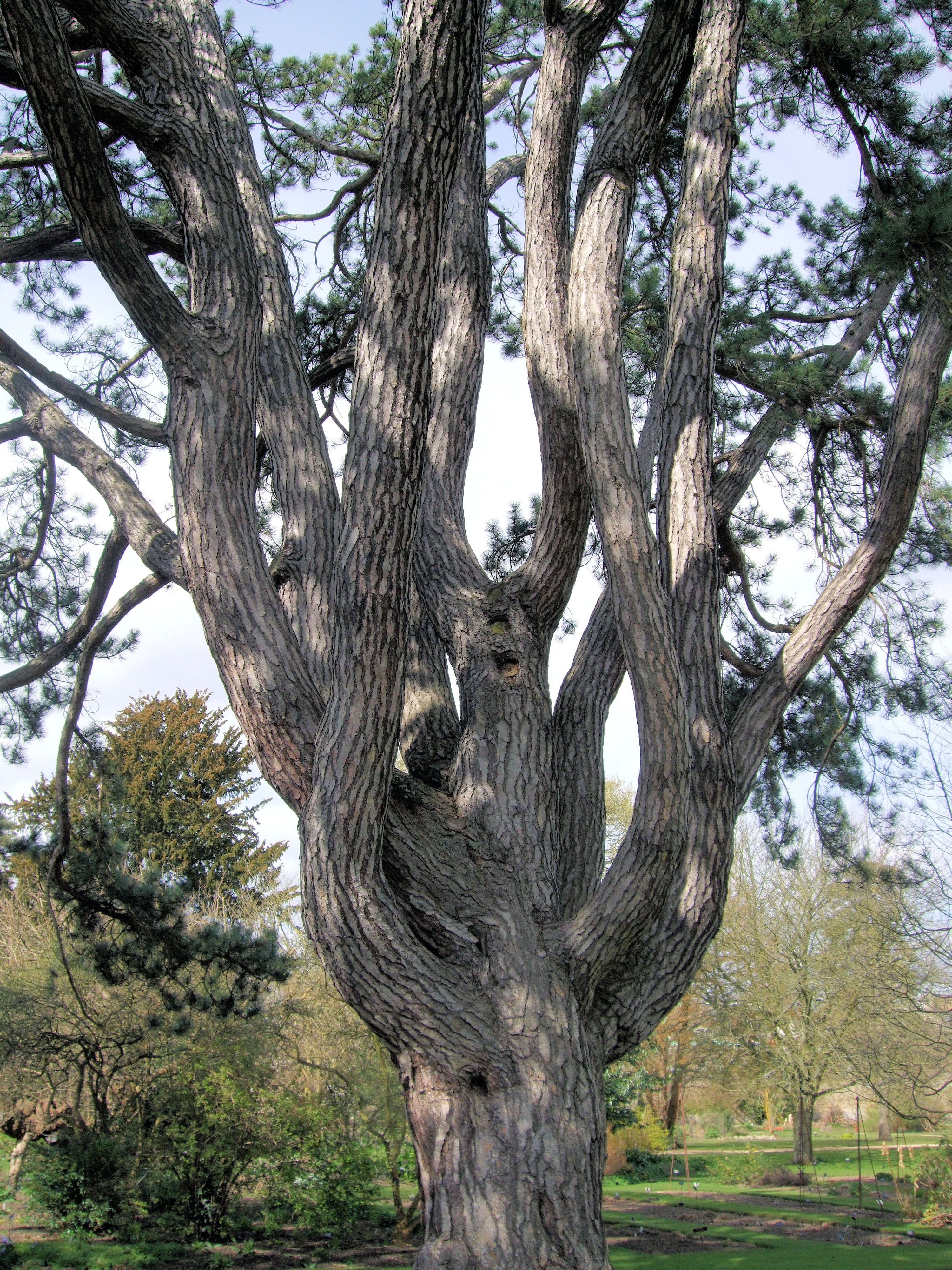 Tolkien's_Favorite_Tree,_Oxford_Botanical_Garden