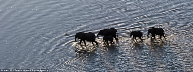 zambija-vodenkonj-slonovi