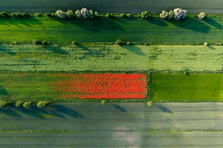 Poland, Pomerania. A view over a weedy fields of grain in Spring in northern Poland. Weeds are: White chamomile, red week, and blue cornflowers.