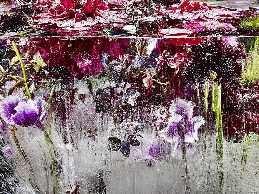 frozen-flowers-locked-in-ether-kenji-shibata-4