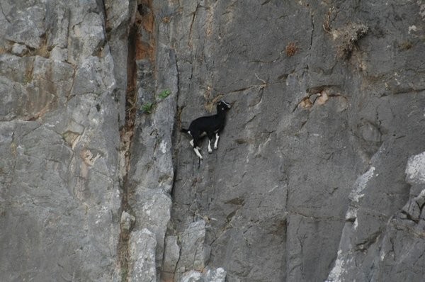 Goats1
