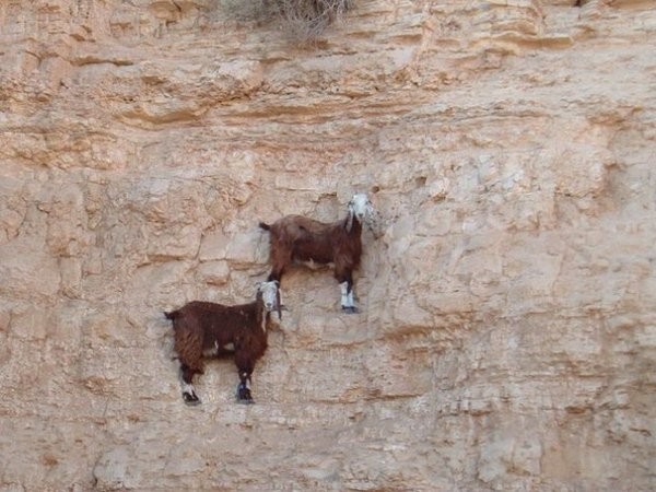 Goats2
